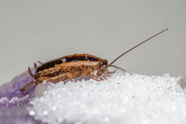 Kitchen Cleaning After a Pest Infestation