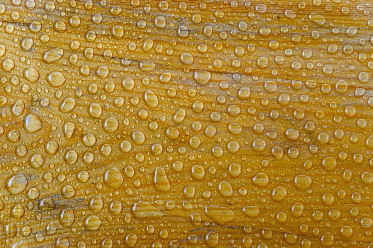 Water beading on a well-oiled butcher block surface, indicating protection.